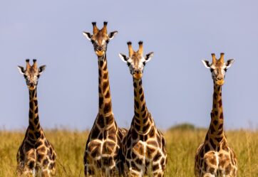 Calling All Giraffes!
